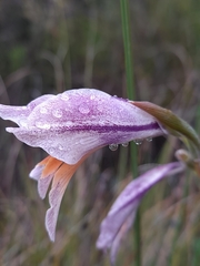 Gladiolus carinatus