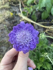 Scabiosa