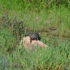 Kinosternon hirtipes