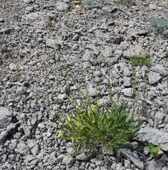 Cephalaria coriacea