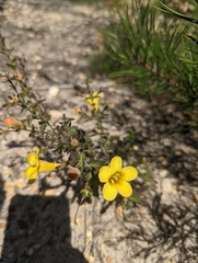 Aureolaria pedicularia