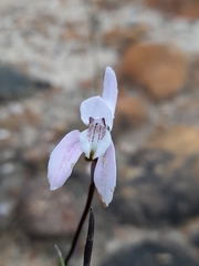 Disa bifida