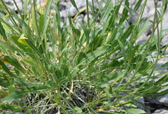 Cephalaria coriacea