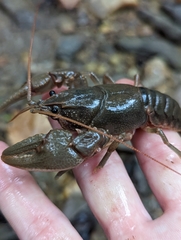 Cambarus bartonii
