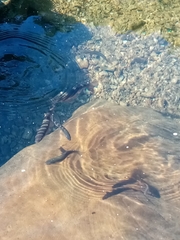Squalius cephalus