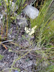 Struthiola ciliata