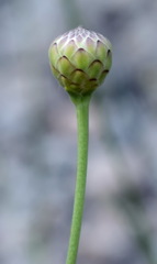 Cephalaria coriacea