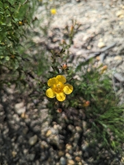 Aureolaria pedicularia