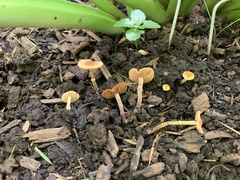 Pholiotina rugosa