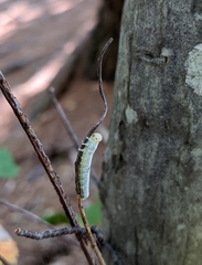 Macremphytus testaceus