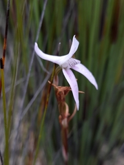 Disa bifida