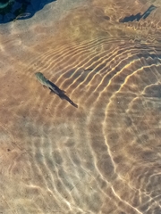 Squalius cephalus