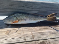 Sciaenops ocellatus