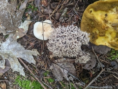 Clavulina cinerea