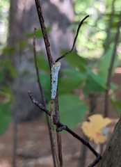 Macremphytus testaceus