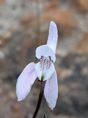 Disa bifida