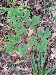 Actaea