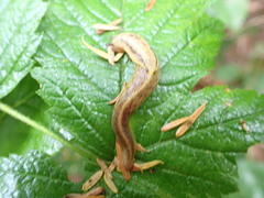 Prophysaon foliolatum