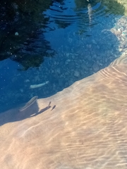 Squalius cephalus