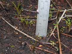 Utricularia lateriflora