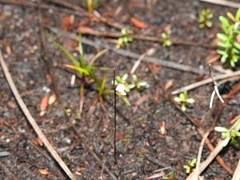 Utricularia lateriflora