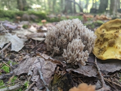 Clavulina cinerea