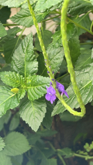 Stachytarpheta jamaicensis