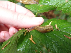 Prophysaon foliolatum
