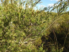 Melaleuca nodosa