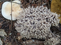 Clavulina cinerea