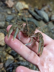 Cambarus bartonii