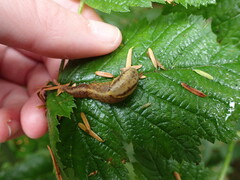 Prophysaon foliolatum