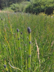 Equisetum hyemale