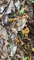 Craterellus tubaeformis