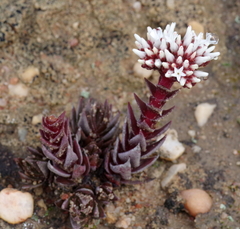 Crassula alpestris