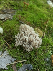 Clavulina cinerea