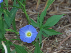 Ipomoea barbatisepala