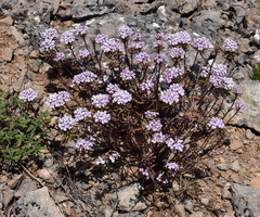 Iberis simplex