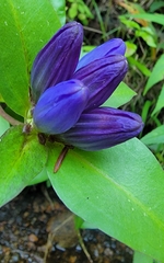 Gentiana clausa