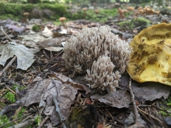 Clavulina cinerea