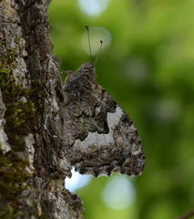 Hipparchia pellucida