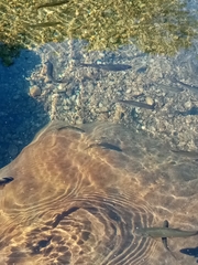 Squalius cephalus