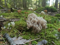 Clavulina cinerea