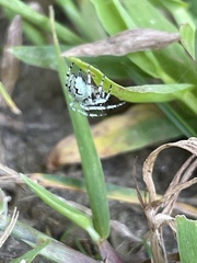 Eustala anastera