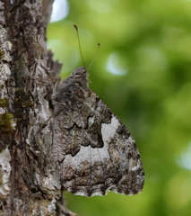 Hipparchia pellucida