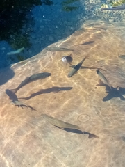 Squalius cephalus