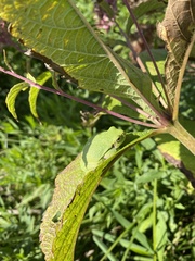 Hyla versicolor