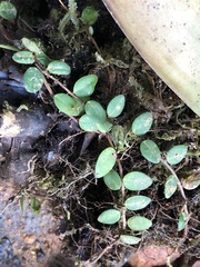 Codonanthopsis