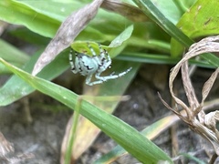 Eustala anastera
