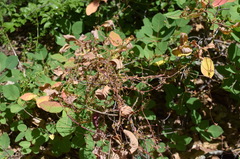 Cuscuta monogyna